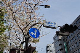 靖国通りの桜